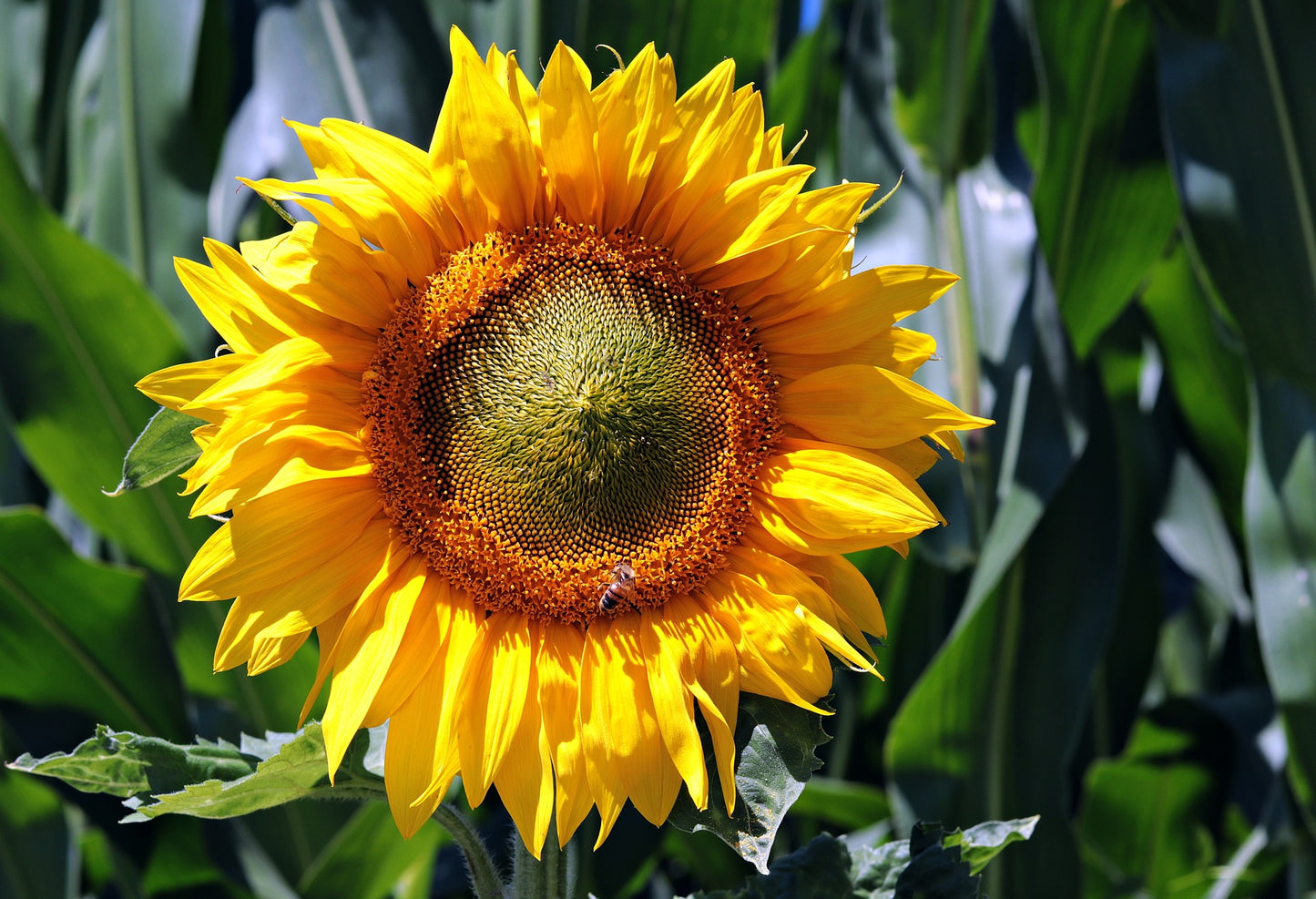 ORGANIC SUNFLOWER H.O. OIL