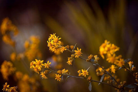 ARNICA FLOWERS 1.OZ