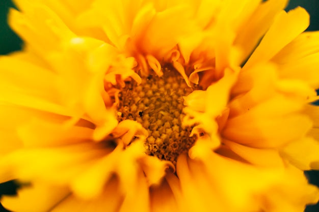 Petalos de Calendula 1 oz